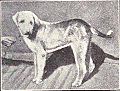 banjara hound