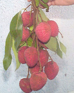 litchi